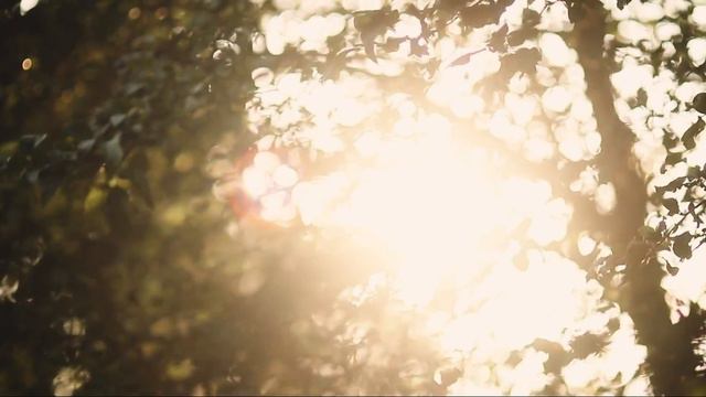 Главная причина уехать из Канады. смотреть онлайн