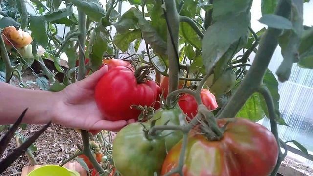 Сорт томата-Репа???