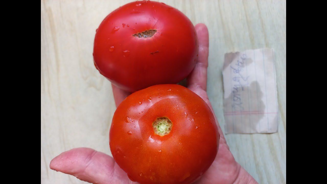 ТОМАТ СТОПУДОВЫЙ ОКАЗАЛСЯ СОВСЕМ НЕ СТОПУДОВЫМ , НО ОЧЕНЬ СЛАДКИМ И ОЧЕНЬ ВКУСНЫМ смотреть онлайн