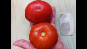 ТОМАТ СТОПУДОВЫЙ ОКАЗАЛСЯ СОВСЕМ НЕ СТОПУДОВЫМ , НО ОЧЕНЬ СЛАДКИМ И ОЧЕНЬ ВКУСНЫМ