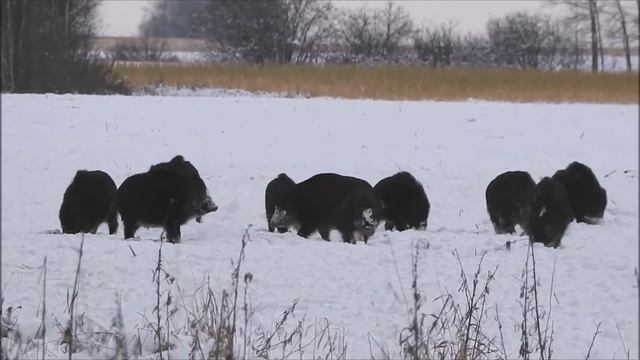 Кабаны зимой / Hogs in winter смотреть онлайн