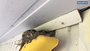 Ласточки на балконе свили гнездо