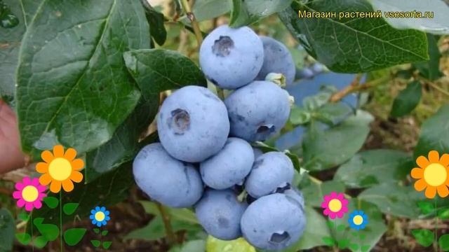 Голубика высокорослая Бонус. Краткий обзор, описание характеристик, где купить саженцы смотреть онлайн