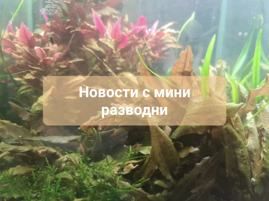 Новости с мини разводни смотреть онлайн