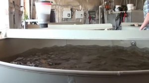 Чем кормить карпов кои. Обзор кормов AQUAV