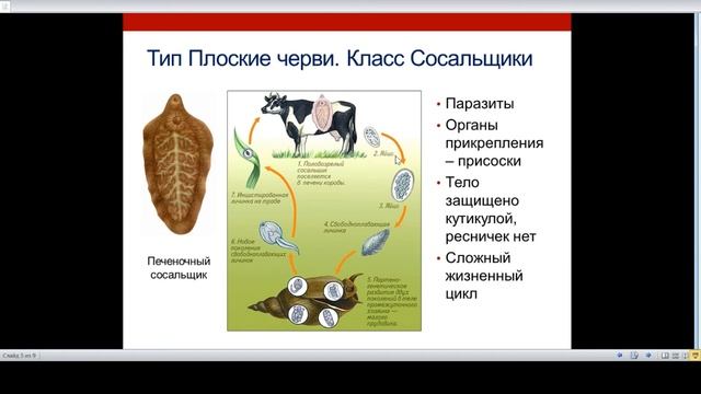 Типы Плоские и Круглые черви