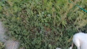 Лихо играют 3-месячные щенки русской псовой борзой. Звенислава, Зая и Зверь. Инстинкты и поведение