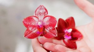 Шикарный, лаковый P. MITUO SUN KING в лучах солнечного света