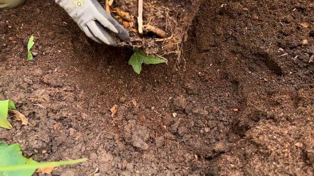 Pfingstrosen richtig pflanzen und pflegen, Päonien, Itoh-Hybriden | gardify Tipps смотреть онлайн