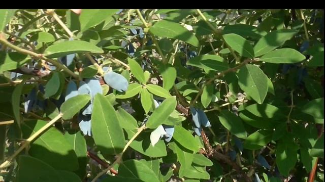 ВОСТОРГ. Полный восторг от этого сорта жимолости! смотреть онлайн