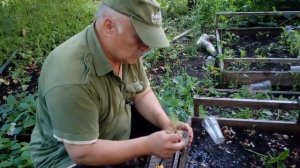 Черная бузина. Самый простой и эффективный способ размножить.
