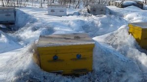Пчёлы на даче. Первый осмотр после зимы. Грустное событие, но в целом всё хорошо.
