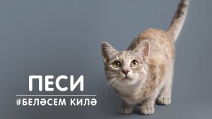 БЕЛӘСЕМ КИЛӘ: песи / Кошка / Cat