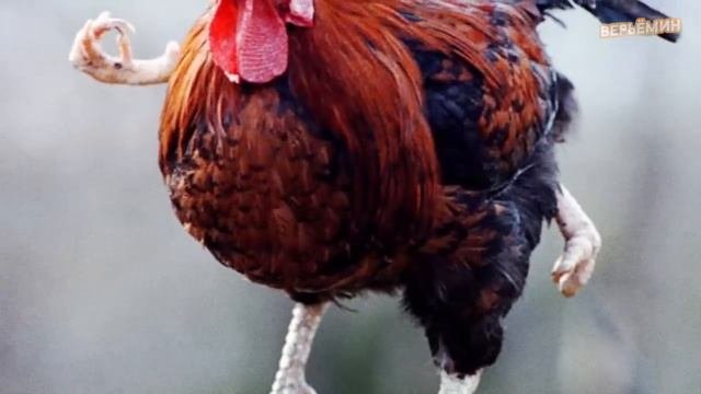 10 САМЫХ НЕОБЫЧНЫХ МУТАЦИЙ ЖИВОТНЫХ