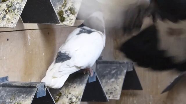 Голуби Чистопольские племенной отсек 06.03.2021 год. Цыганков Г.Б. смотреть онлайн