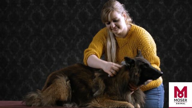 How to remove undercoat safely | MOSER Animal смотреть онлайн