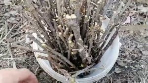 Обрезка крыжовника и посадка черенками