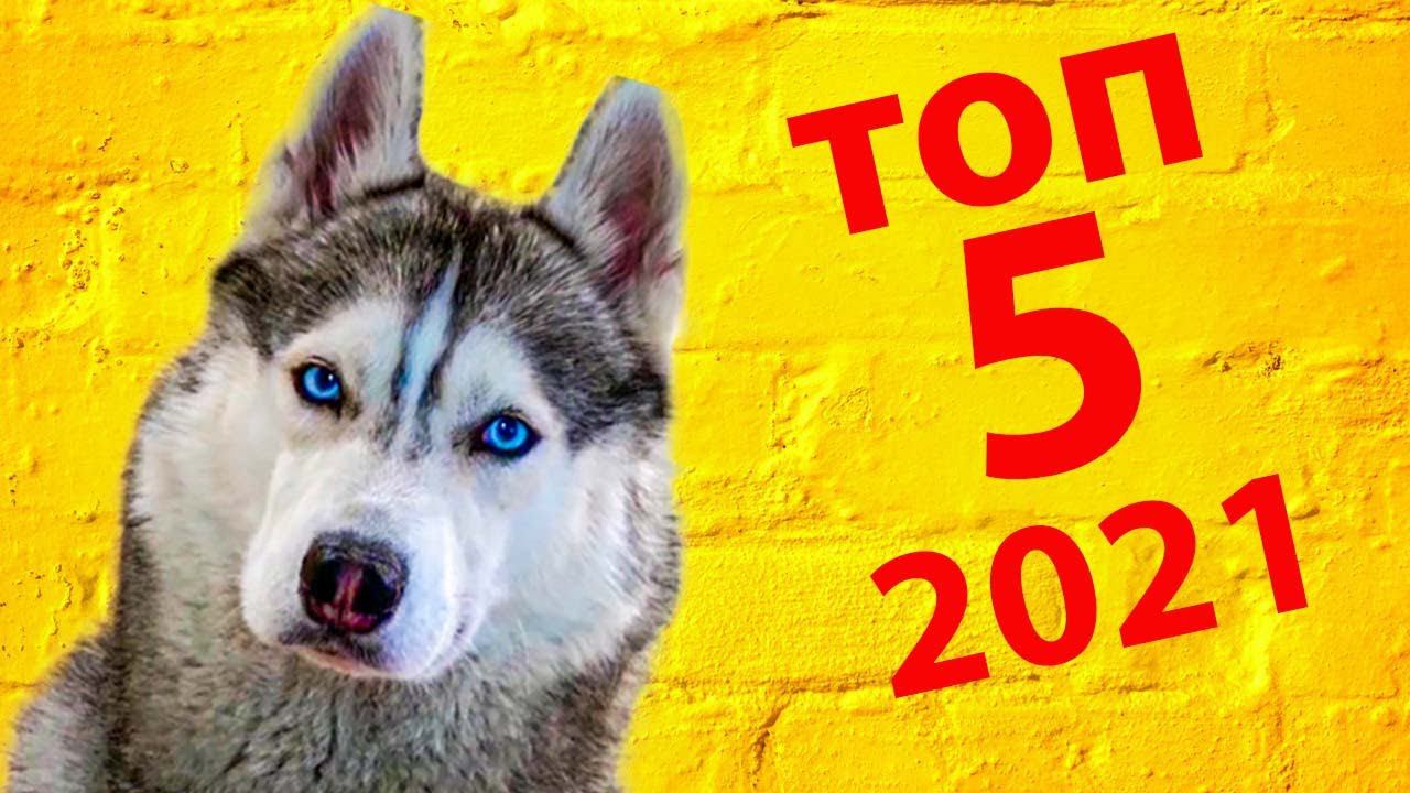 5 лучших серий 2021 года! Хаски Бандит Говорящая собака