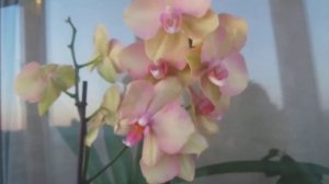 Орхидея Радуга / Rainbow orchid
