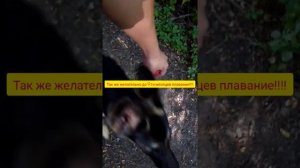 Физические нагрузки для овчарки
