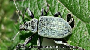 Вредители клубники и борьба с ними