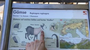 Влог из Австрии • Зоопарк • Инсбрук