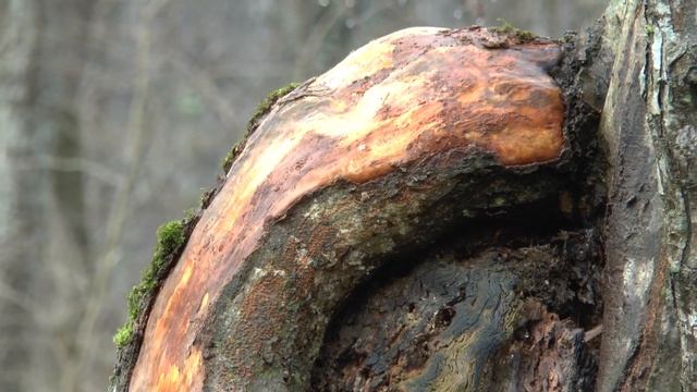 Деревянное ухо лешего. Деревья тоже слышат!!! Нарост на дереве, капп. смотреть онлайн