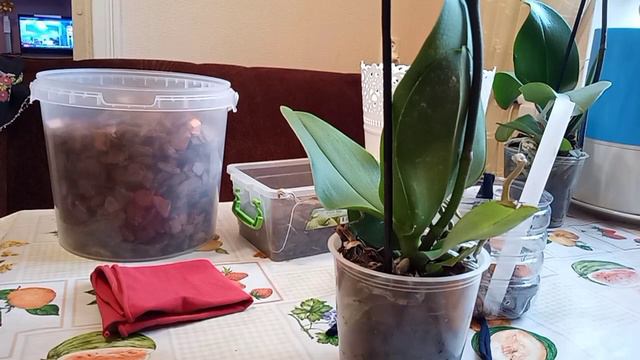 23 января 2023 г. Купила "шоколадку", а съесть нельзя - ни с чаем, ни с друзьями. смотреть онлайн