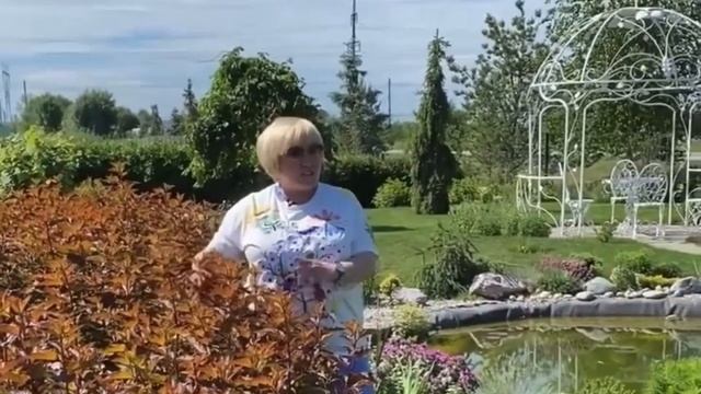 Живая изгородь из декоративного кустарника