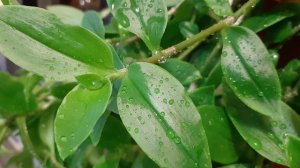 ОЗОНАТОР – ИОНИЗАТОР “AVEST” АО-15! ДЛЯ ОЧИЩЕНИЯ ВОДЫ, ВОЗДУХА И ПРОДУКТОВ!