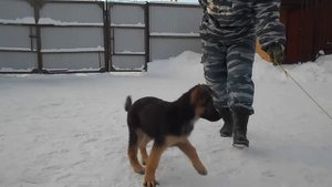 Дрессировка щенка. Щенок немецкой овчарки. Мэй, 2,5 мес.