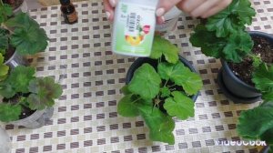 Лучшие безопасные подкормки сортовых пеларгоний! Пробуждаем пеларгонии после зимы!