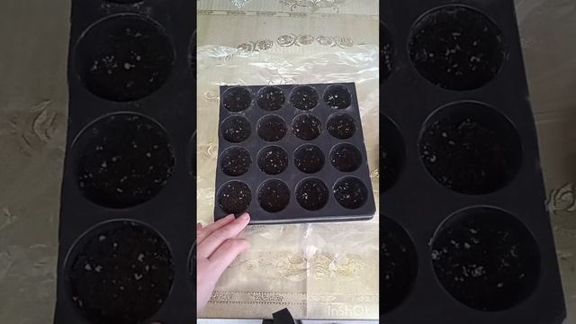 Сею шикарный цветок. Платикодон
