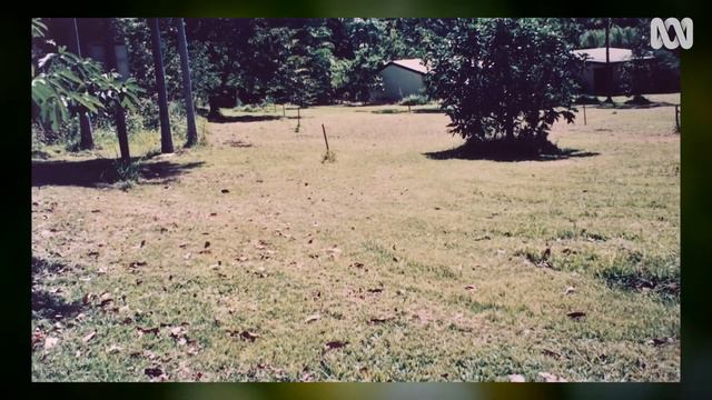 Tropical plant collectors show how to breed rare aroids | Gardening Australia смотреть онлайн