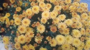 Хризантема мультифлора Уранус и Браниндио