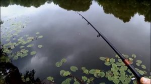 Ловля на бомбарду (сбирулино). Первая попытка. Снял на камеру бобра.