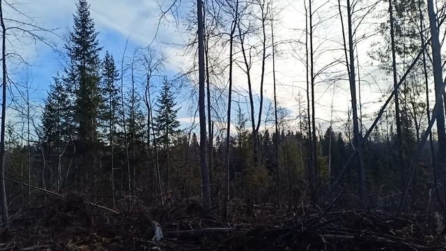 Охота на лося с лайкой загоном.Все лоси в загонах.Собака молодец.Стрелять или не стрелять? смотреть онлайн