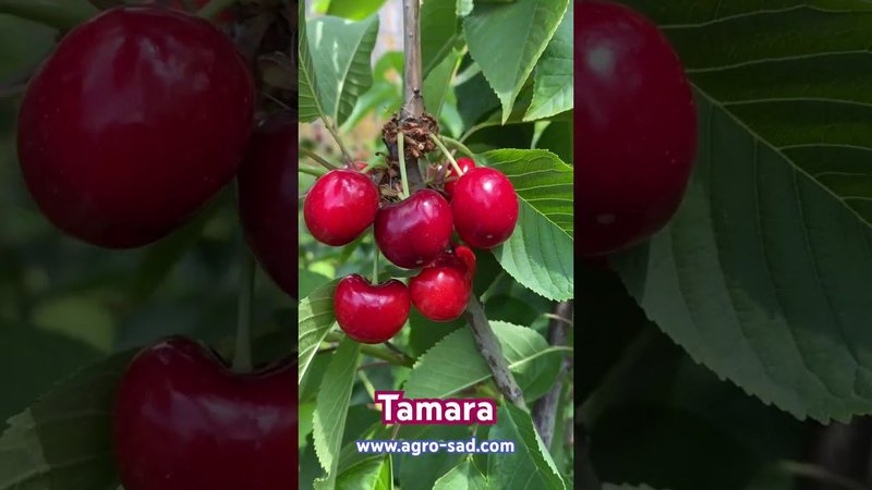 Вкуснейший крупноплодный сорт черешни - Тамара