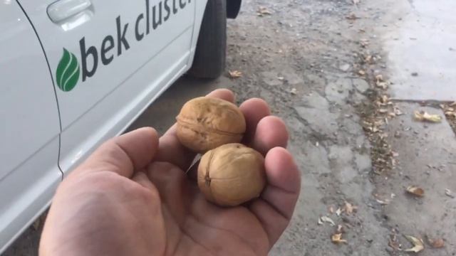 Секрет китайских ореховодов сорт грецкого ореха Зин -2 смотреть онлайн