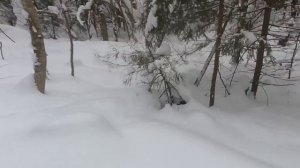 Покатушки на снегоходе. Следы кабанов. В лесу.