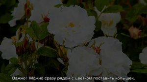 Роза Луиза Багнет (Louise Bugnet) — характеристика сорта