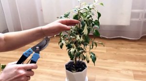 Обрезка фикуса Кёрли