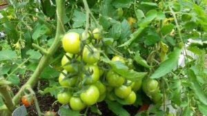 Высокорослые Индетерминантные томаты / Выращивание / Формирование / Особенности / Ира F1 и Шоколадк