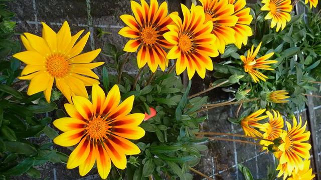 Awesome and Pretty Gazania Flowers смотреть онлайн