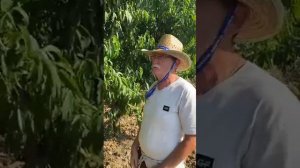 В Садах Рыжевских. Про персик Глория