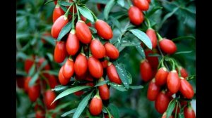 Как вырастить ягоды годжи