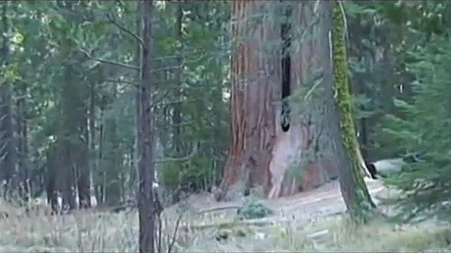 © Национальный парк 'Секвойя', Калифорния  США   Sequoia NP, СА
