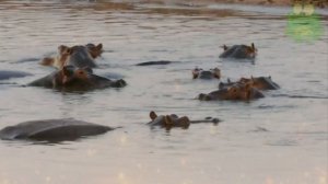 Бегемот в деле, животные Африки, гиппопотам - интересные факты