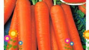 Морковь Тушон (Морковь). Краткий обзор, описание характеристик, где купить семена daucus carota