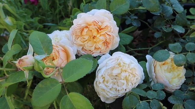David Austin Rose Charles Darwin first year blooms смотреть онлайн